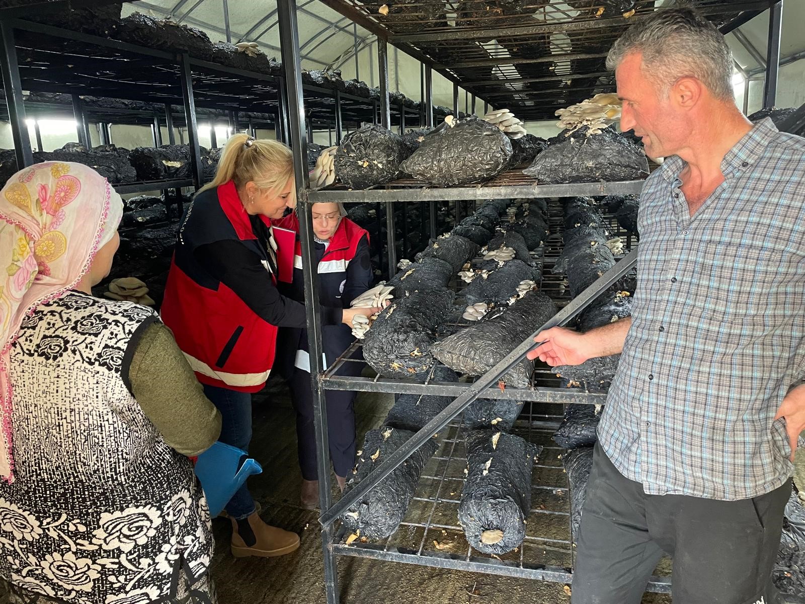 Çarşamba’da Mantar Hasadı Etkinliği (2)