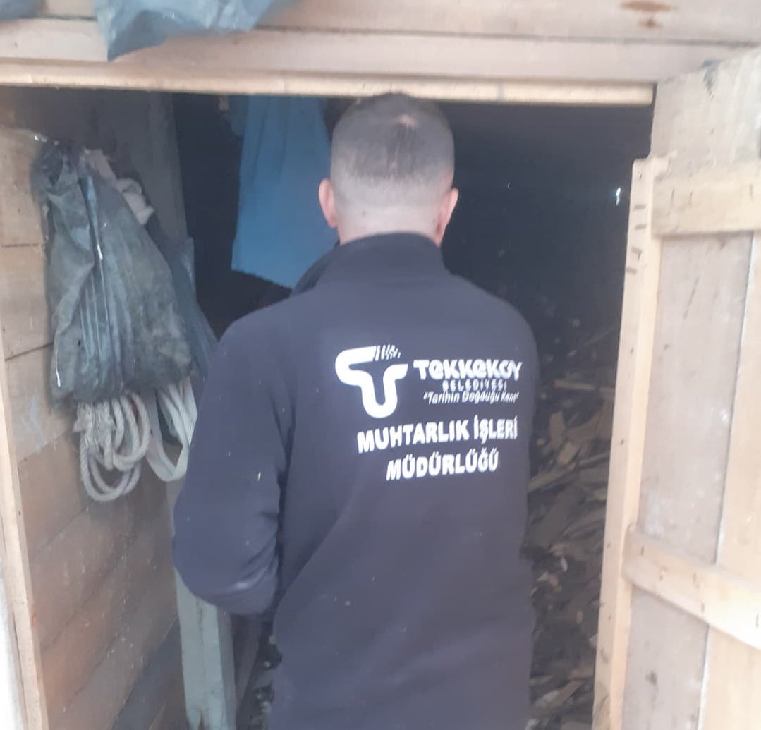 Tekkeköy’de kahverengi kokarcaya karşı seferberlik 