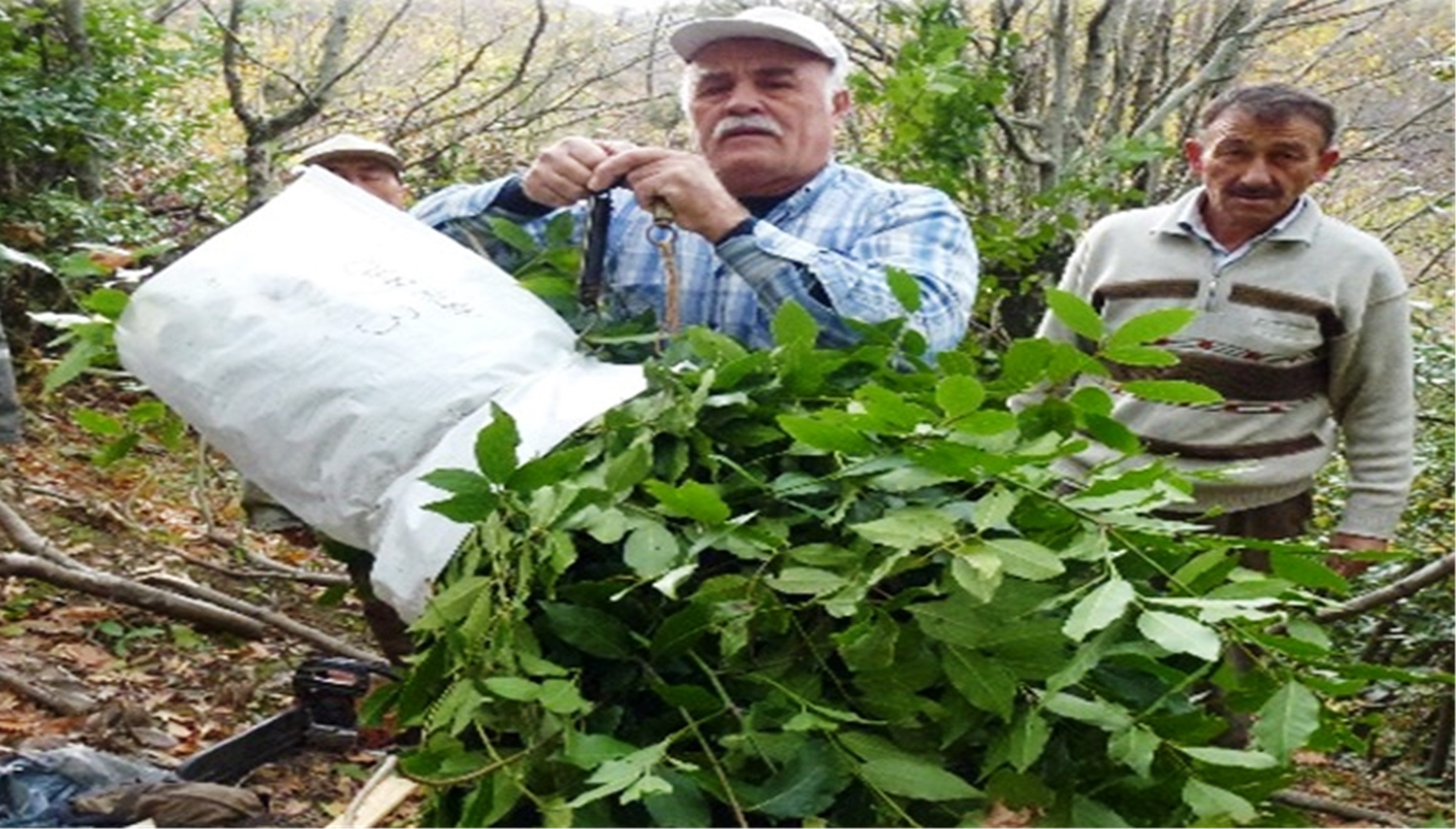 Orman Köylüsü Ekmeğini Topraktan Çıkartıyor (2)