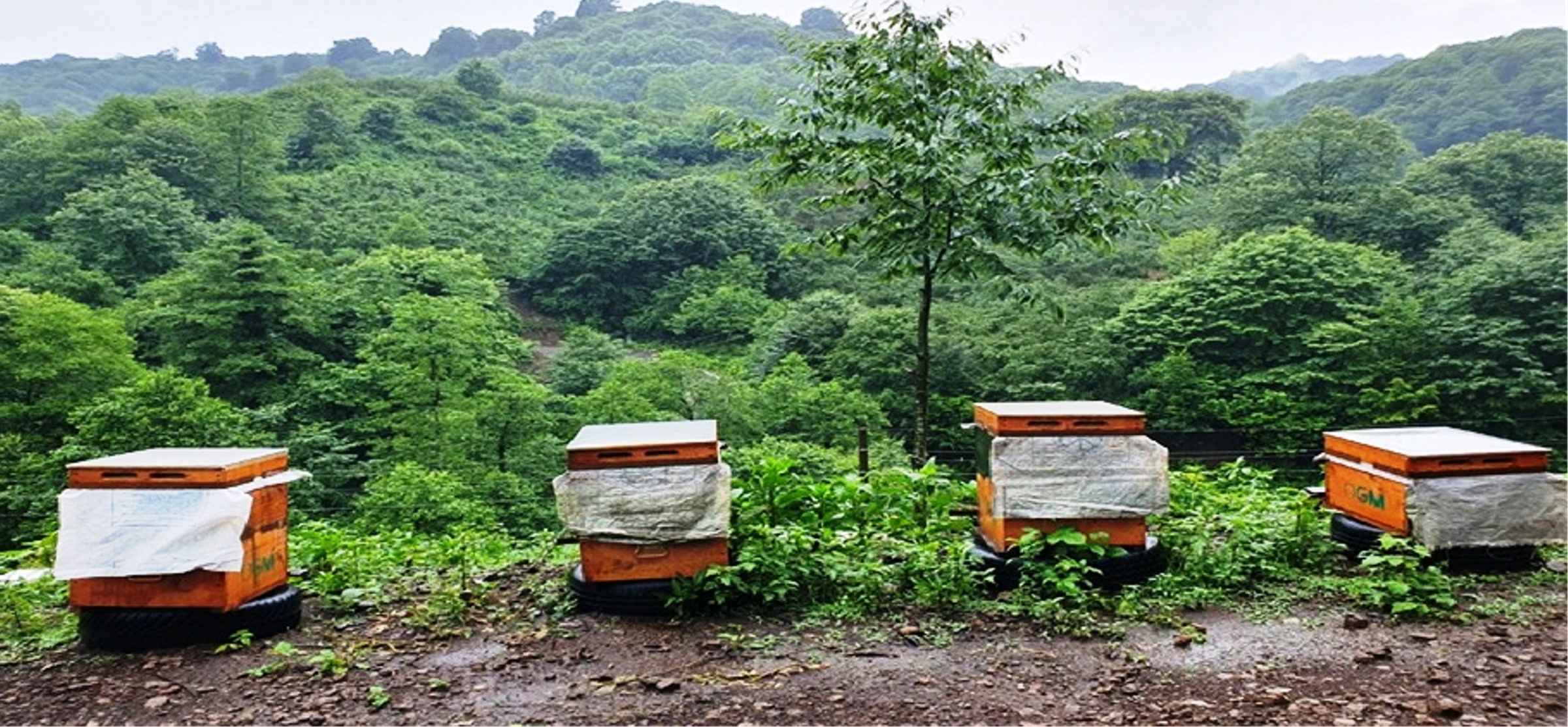 Orman Köylüsü Ekmeğini Topraktan Çıkartıyor (3)