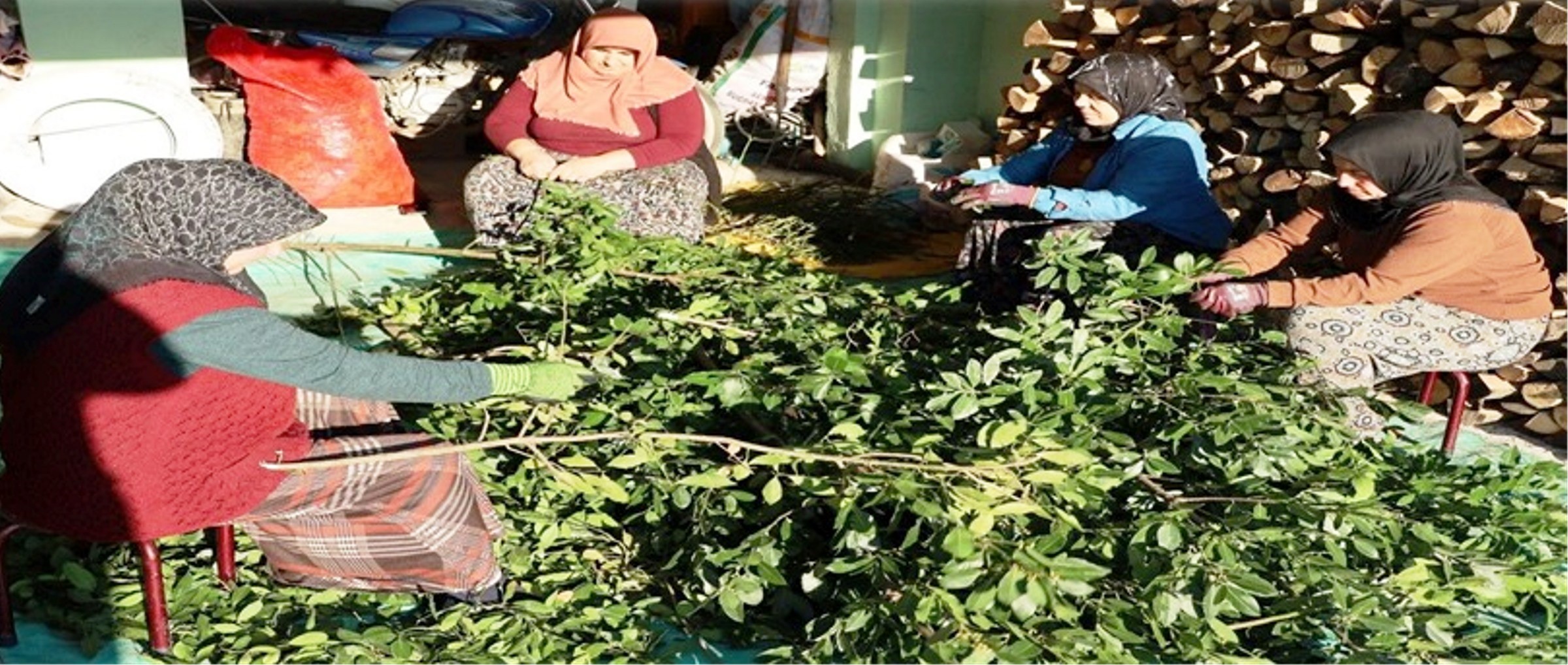 Orman Köylüsü Ekmeğini Topraktan Çıkartıyor (5)