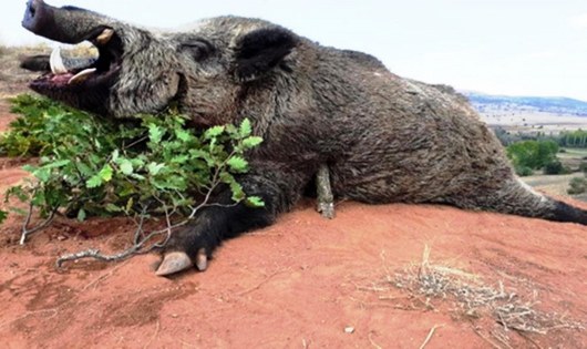 Samsun'a 5 milyon TL'lik gelir! 