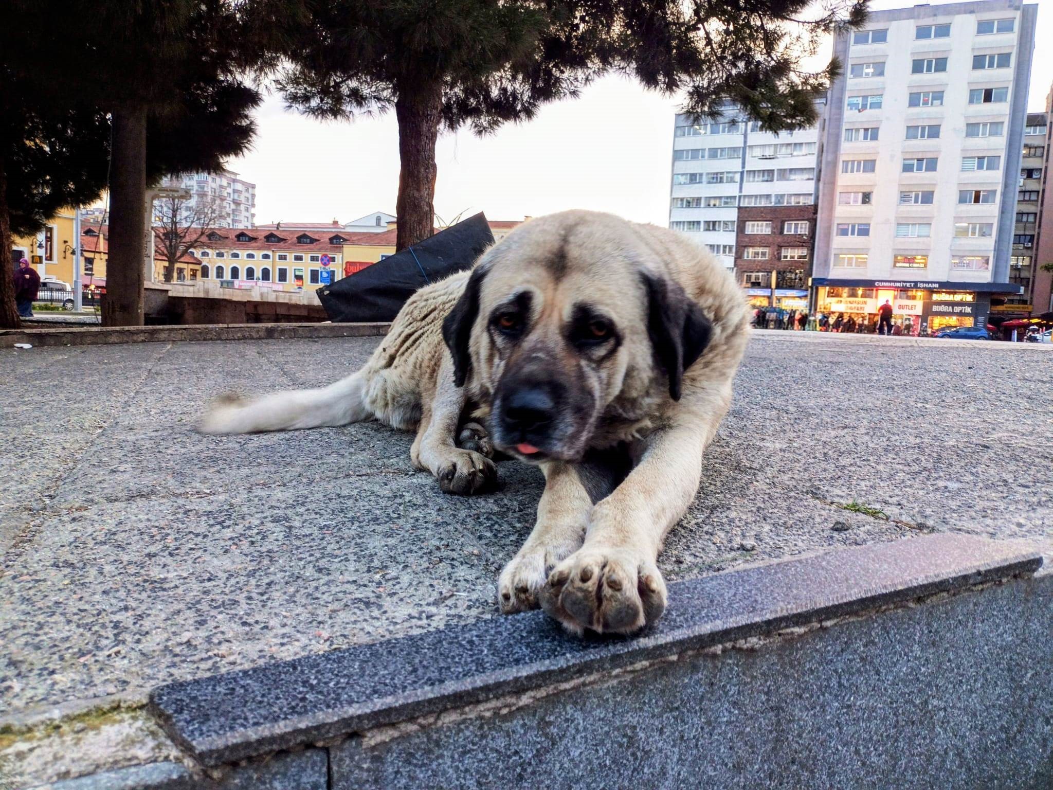Samsun’da 1 Yılda 60 Bin Hayvana Çip Takıldı (2)