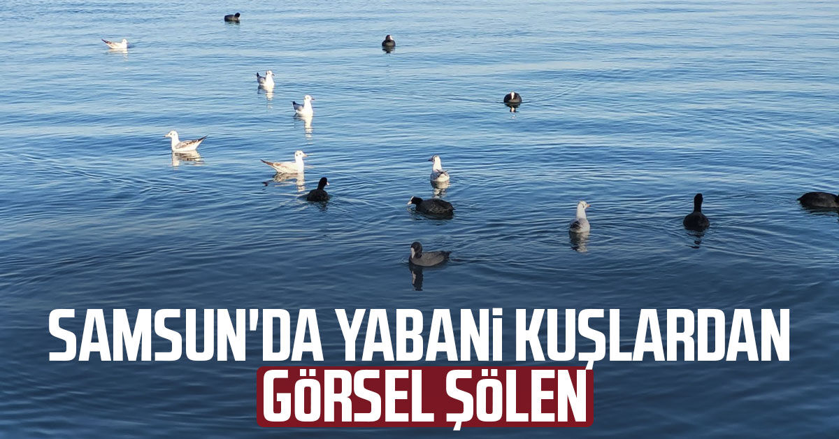 Samsun'da yabani kuşlardan görsel şölen
