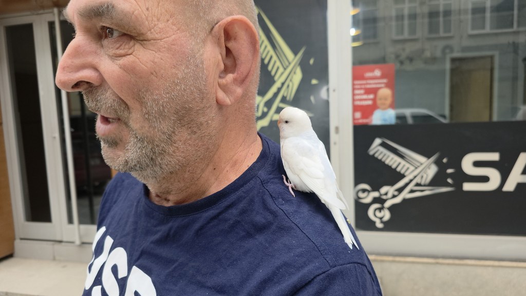 Sokaklarda Omzundaki Kuşuyla Geziyor (1)