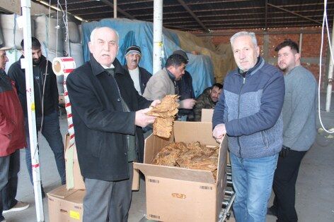 Bafra tütünü için dikkat çeken rakam! 