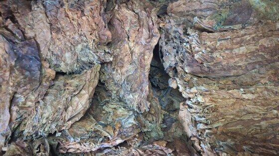 Bafra tütünü için dikkat çeken rakam! 