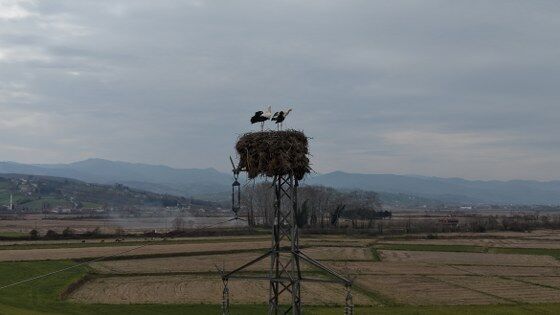 Samsun’da baharın habercileri geldi!