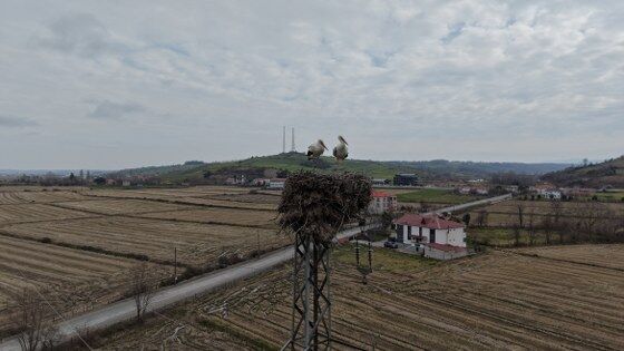 Samsun’da baharın habercileri geldi!