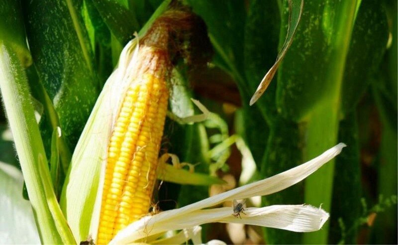 Türkiye’nin yem deposu Samsun! Üretimde zirvede