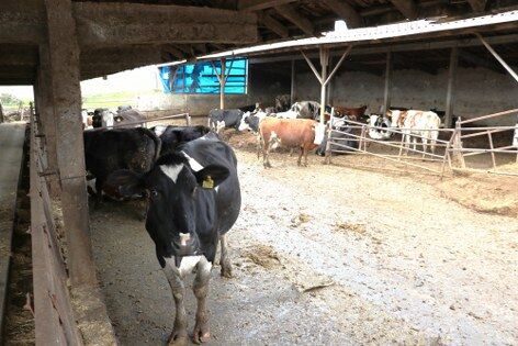 Samsun'da hayvancılıkta önemli adım! 