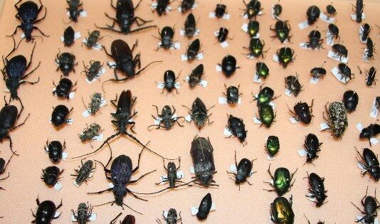 Samsun'da profesör anlattı: Bu böcekler cinayetleri çözüyor 