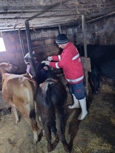 O hastalık Karadeniz'de hızla yayılıyor! Samsun'da harekete geçildi 