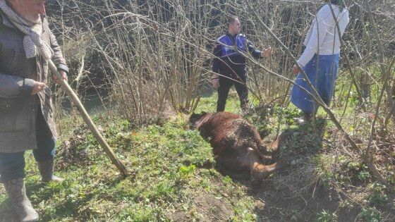 Samsun'da inek için seferberlik! Tesadüf hayat kurtardı 