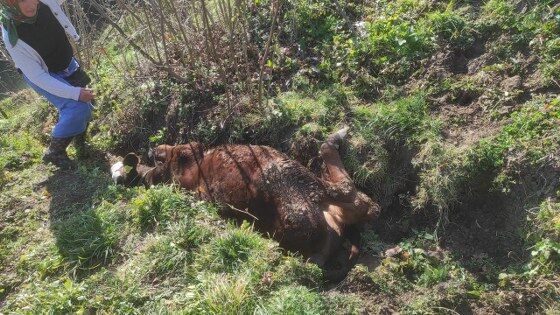 Samsun'da inek için seferberlik! Tesadüf hayat kurtardı 