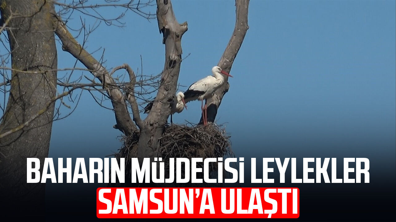 Baharın müjdecisi leylekler Samsun’a ulaştı