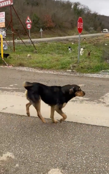 samsun haber: Samsun’da Turgut Özal Yurdu çevresinde başıboş köpek kabusu