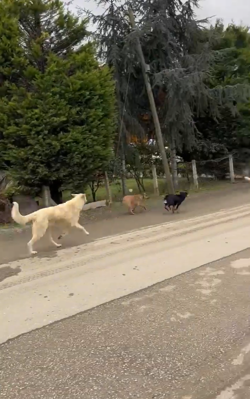 samsun haber: Samsun’da Turgut Özal Yurdu çevresinde başıboş köpek kabusu