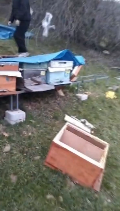 Samsun'da gece yarısı ayı şoku!