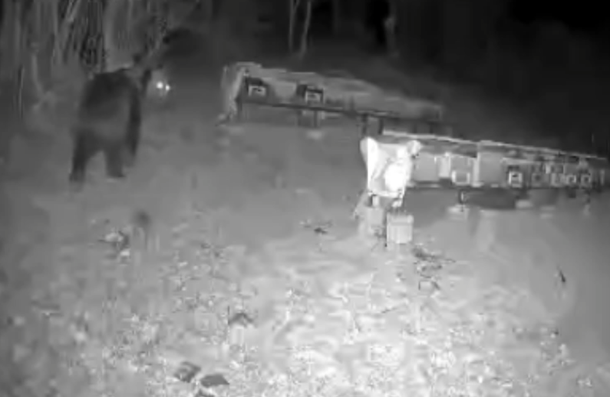 Samsun'da gece yarısı ayı şoku!