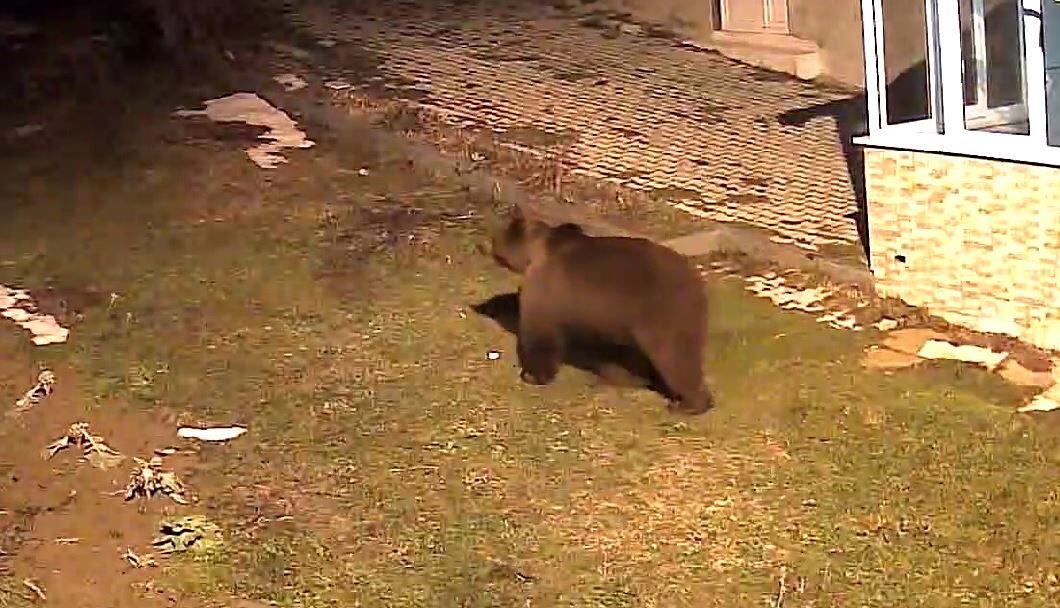 Samsunevin Bahcesine Giren Ayi 21326