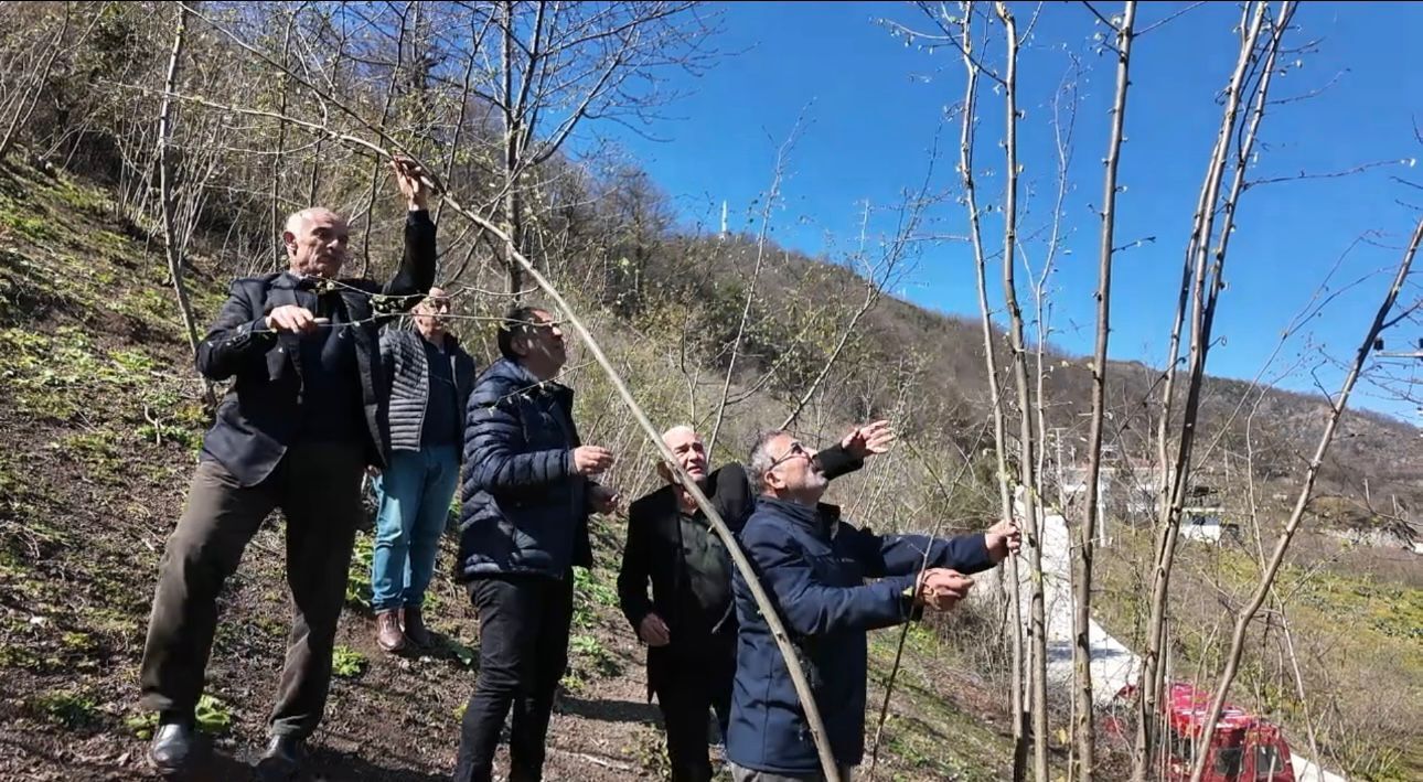 Samsun'da fındık rekoltesi için şok iddia: “Bu rakam gerçeği yansıtmıyor!”