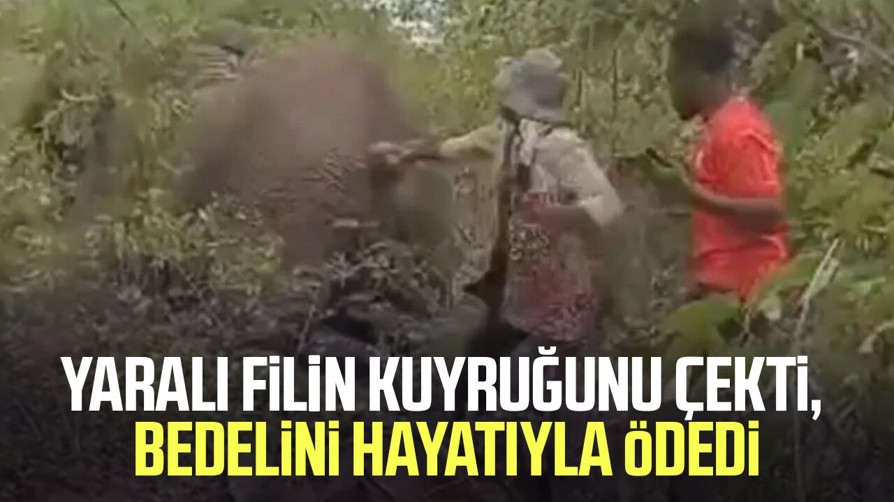 Yaralı filin kuyruğunu çekti, bedelini hayatıyla ödedi