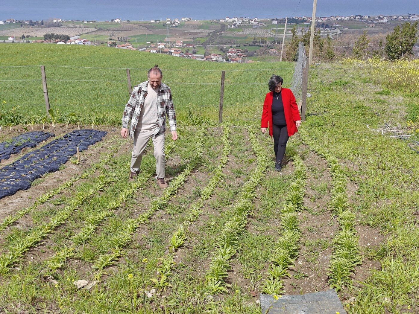samsun haber: Samsun’da ak zambak üretimi büyüyor: Hedef ihracat