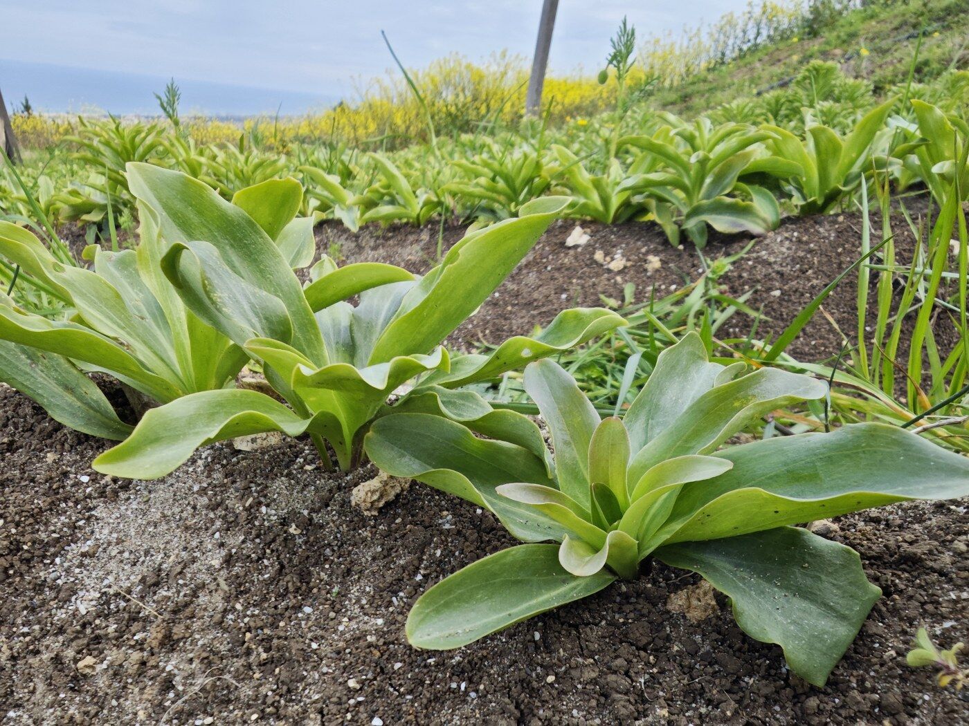 samsun haber: Samsun’da ak zambak üretimi büyüyor: Hedef ihracat