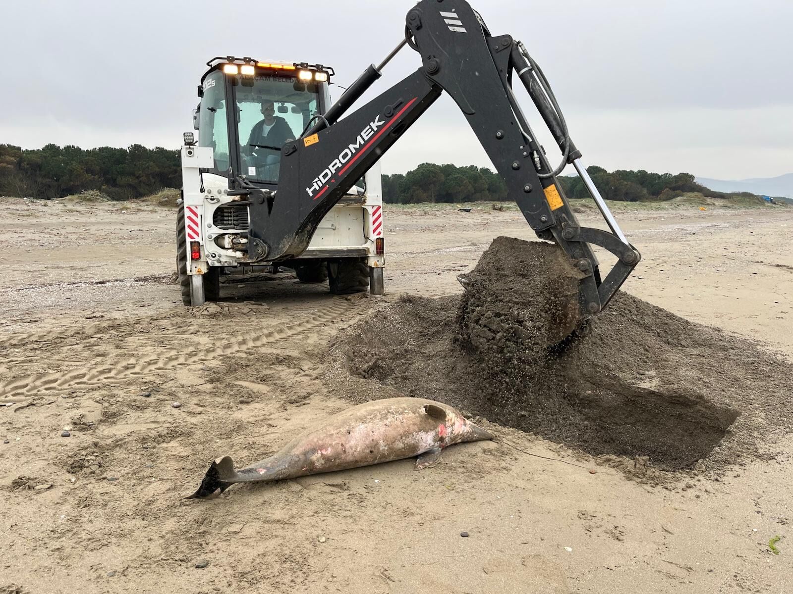 samsun haber: Samsun'da sahile ölü yunus vurdu! Ekipler inceledi