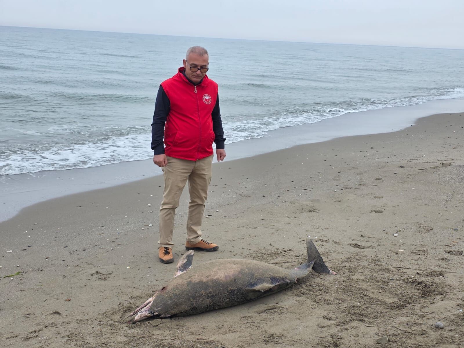 samsun haber: Samsun'da sahile ölü yunus vurdu! Ekipler inceledi