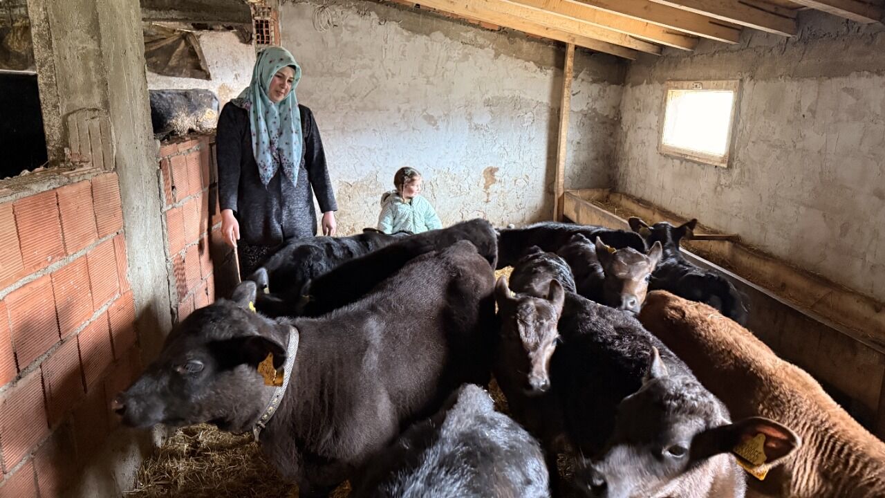 Samsun’da devlet desteğiyle hayvancılıkta başarı