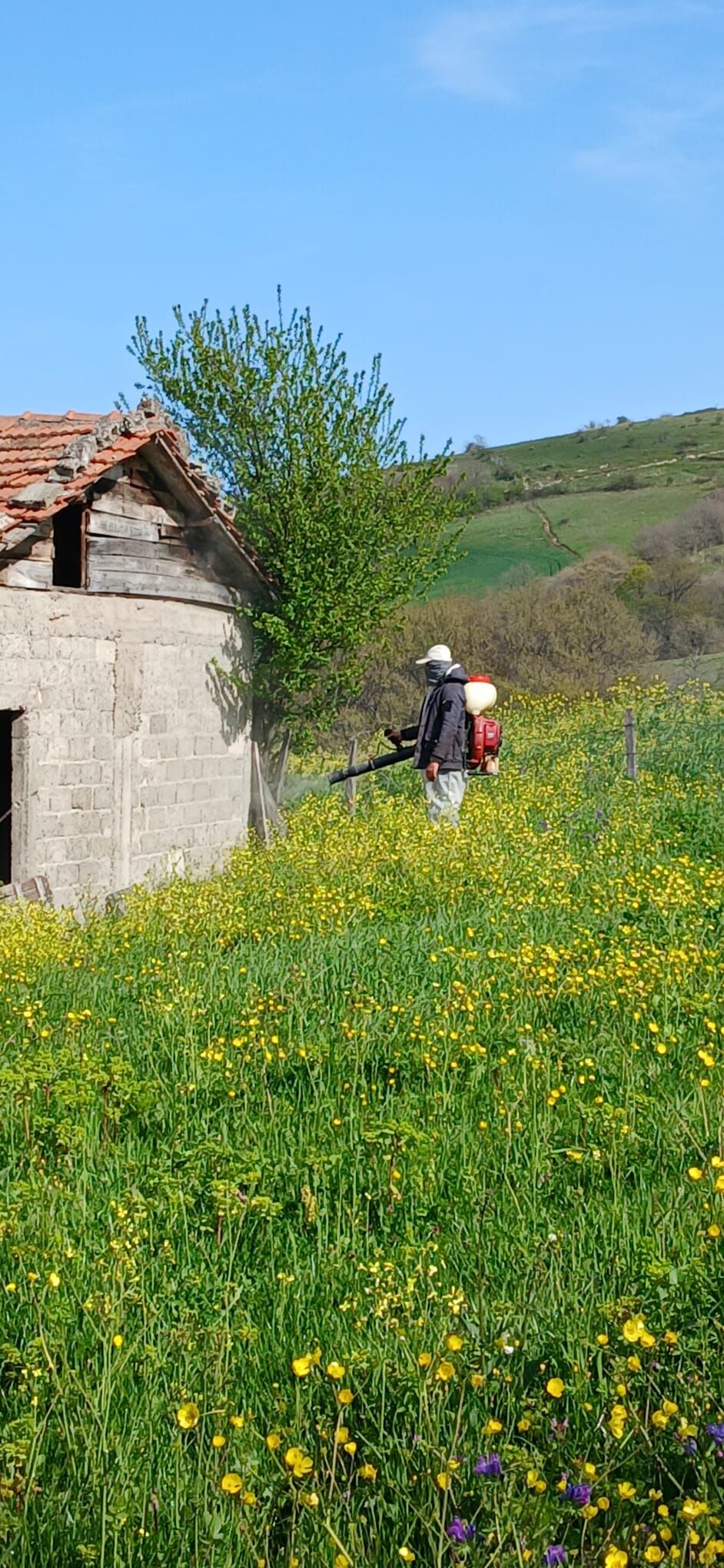 19 Mayıs’ta kokarca seferberliği! Mücadele sürüyor