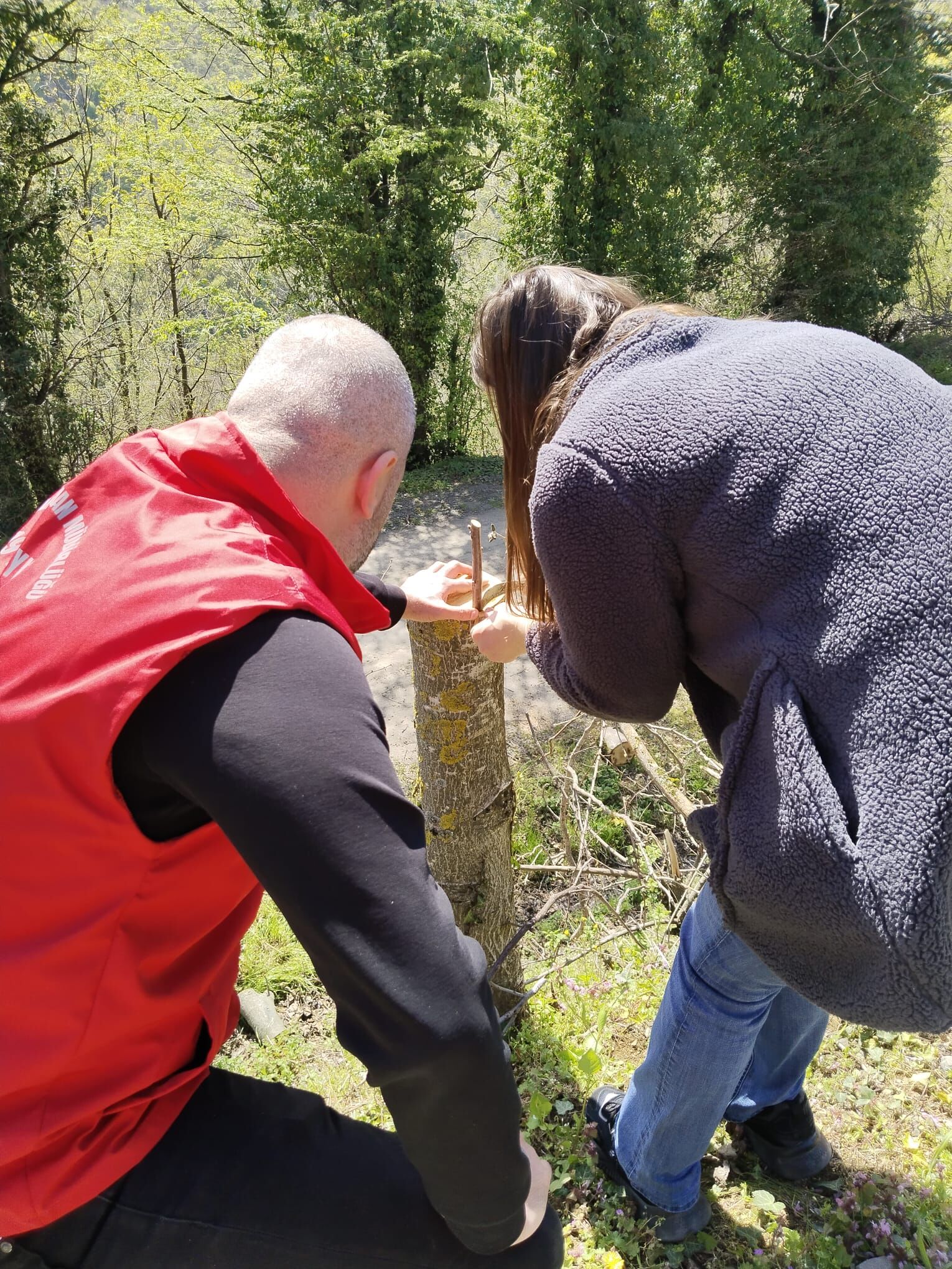 samsun haber: Samsun’da cevizde kaliteyi artıran çalışma