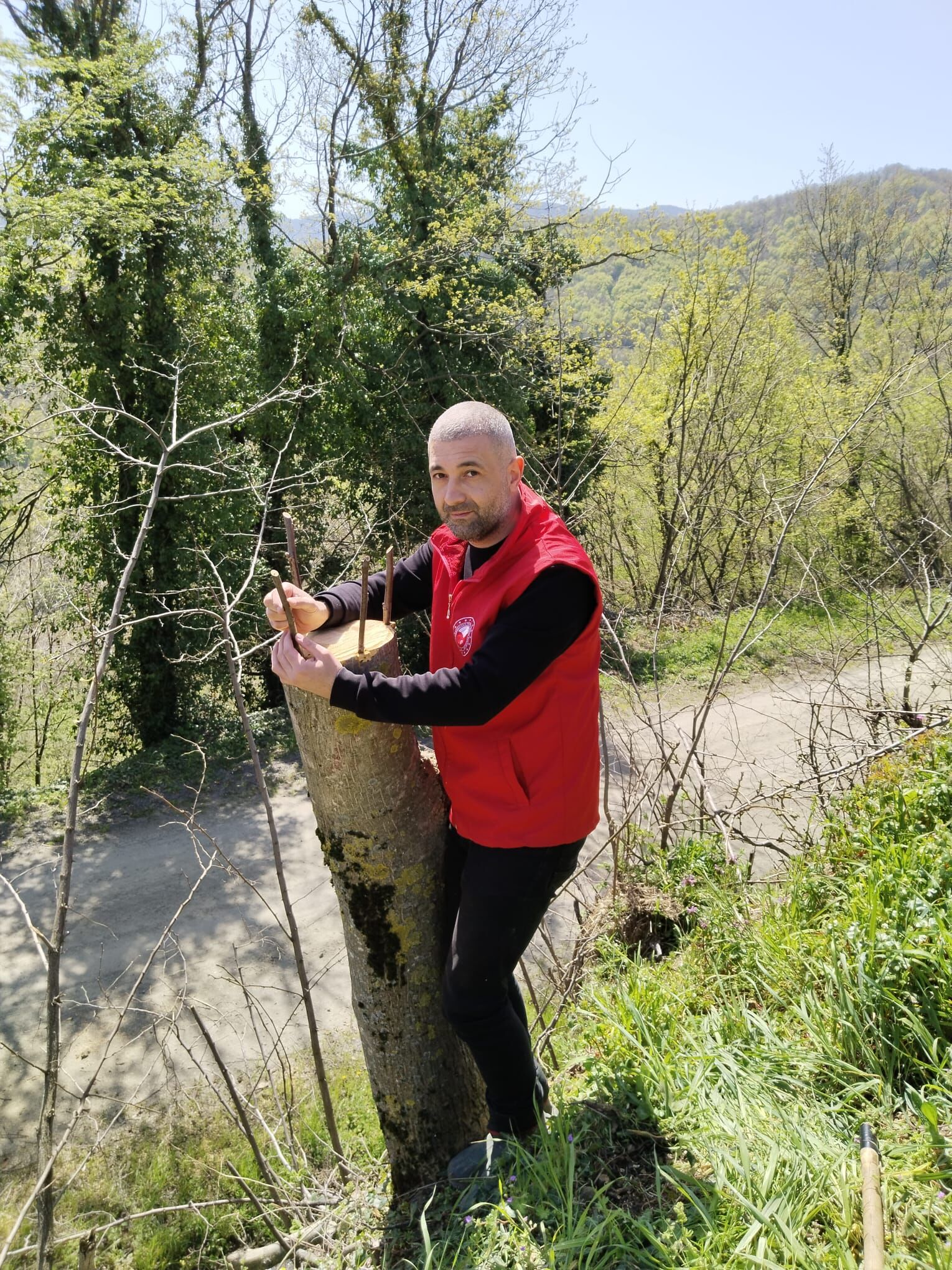 samsun haber: Samsun’da cevizde kaliteyi artıran çalışma