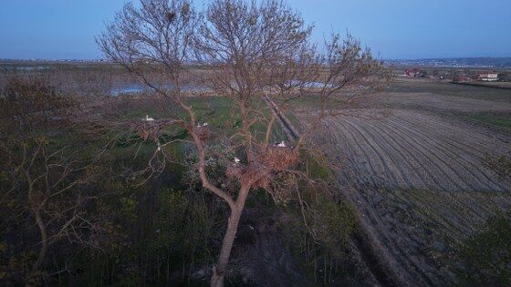 samsun haber: Samsun’da evin bahçesinde 12 leylek yuvası