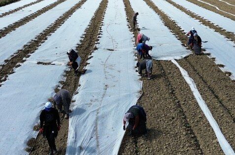 samsun haber: Bafra’da bereket umudu: Kavun ve karpuz fideleri toprakta 