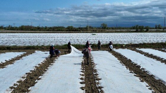 samsun haber: Bafra’da bereket umudu: Kavun ve karpuz fideleri toprakta 