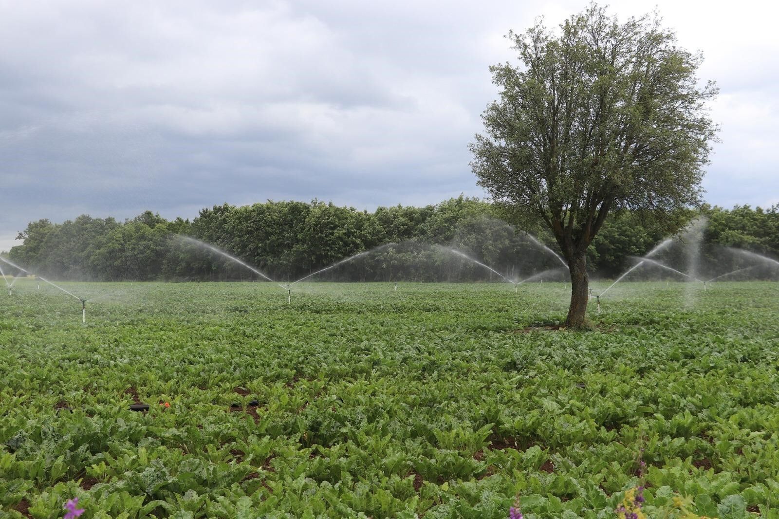 Samsun’da tarım ve hayvancılığa 3 milyarlık dev destek!