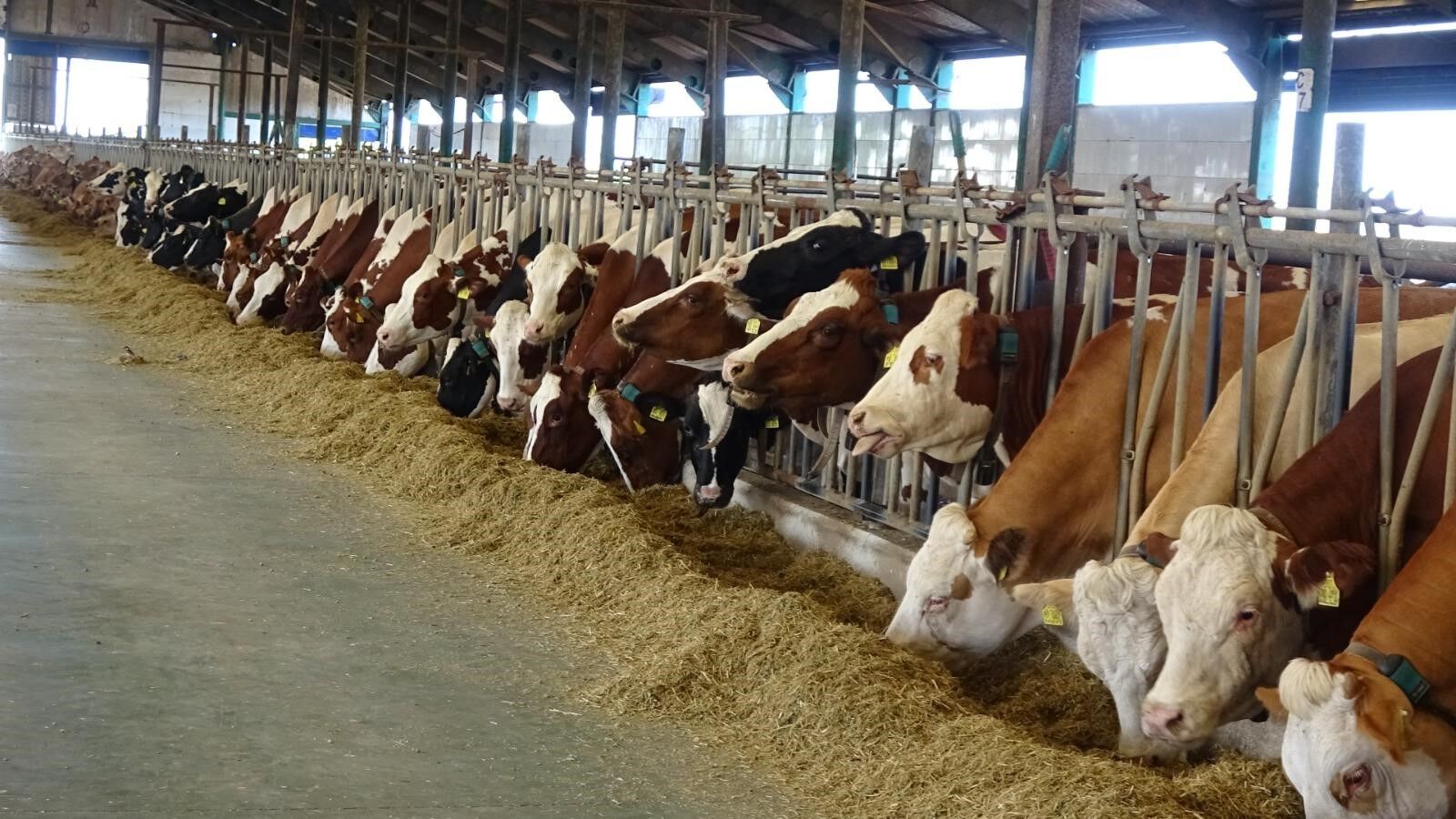 Samsun’da tarım ve hayvancılığa 3 milyarlık dev destek!