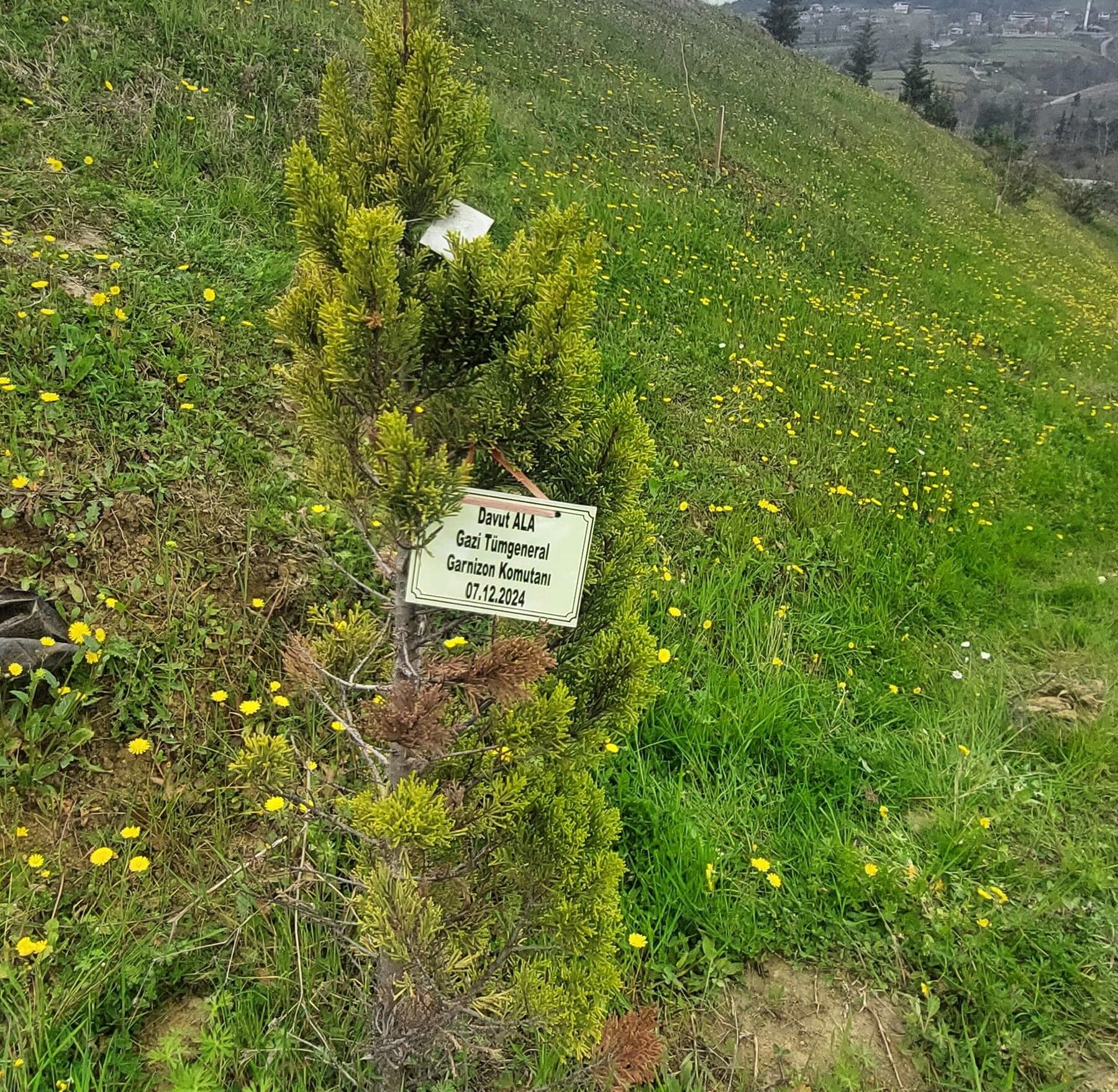 Samsun’da anlamlı tören! Mehmetçik Hatıra Ormanı kuruldu