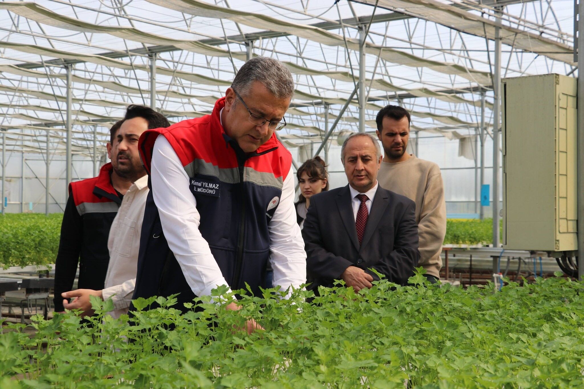 Topraksız tarımda büyük başarı! Samsun’da ilk hasat