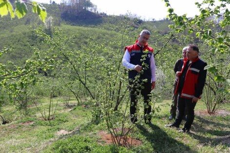 samsun haber: Samsun’da fındıkta verimi artıran model!