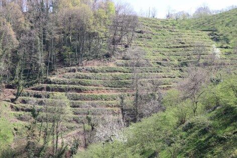 samsun haber: Samsun’da fındıkta verimi artıran model!