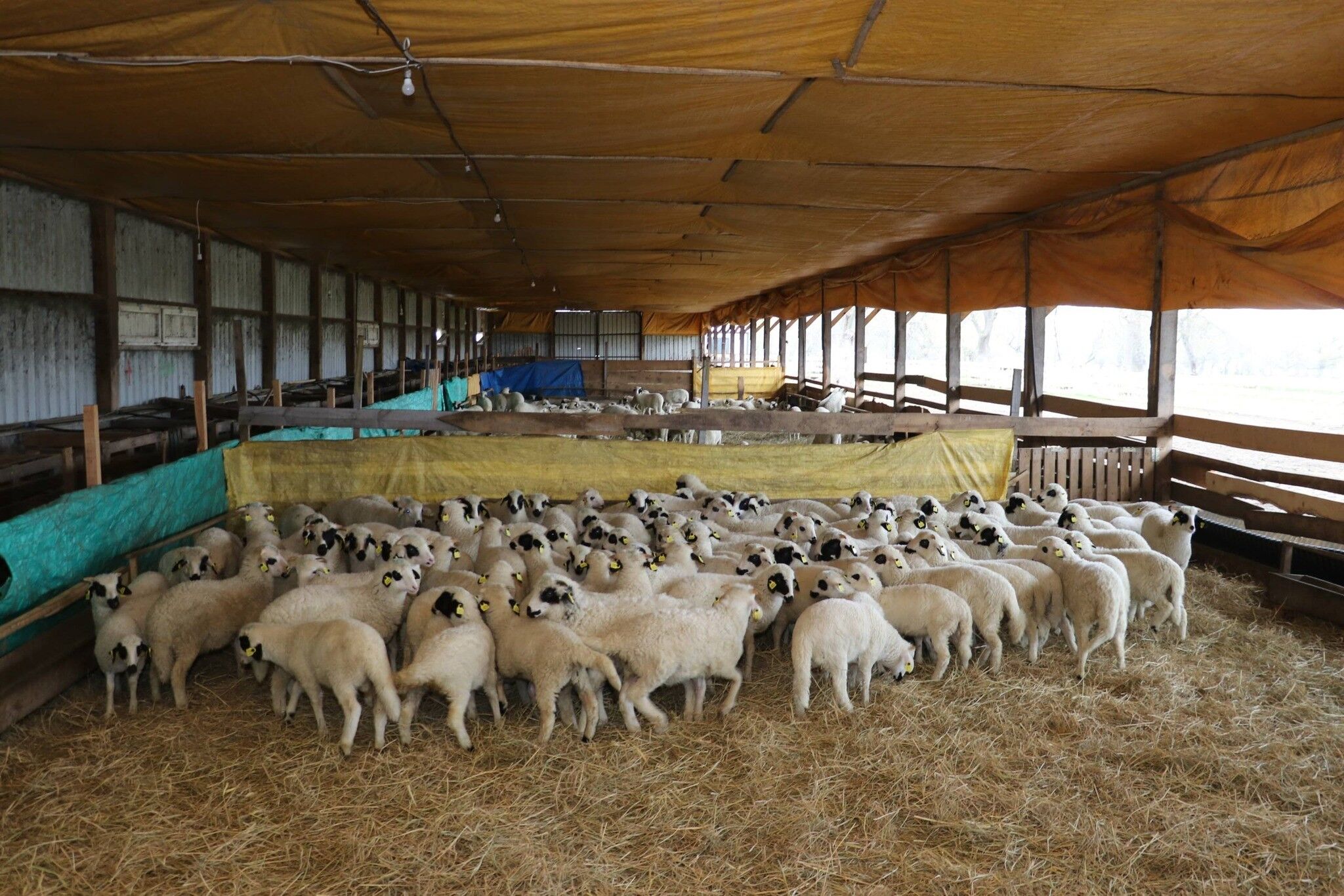 Samsun'da organik üretime yakın takip