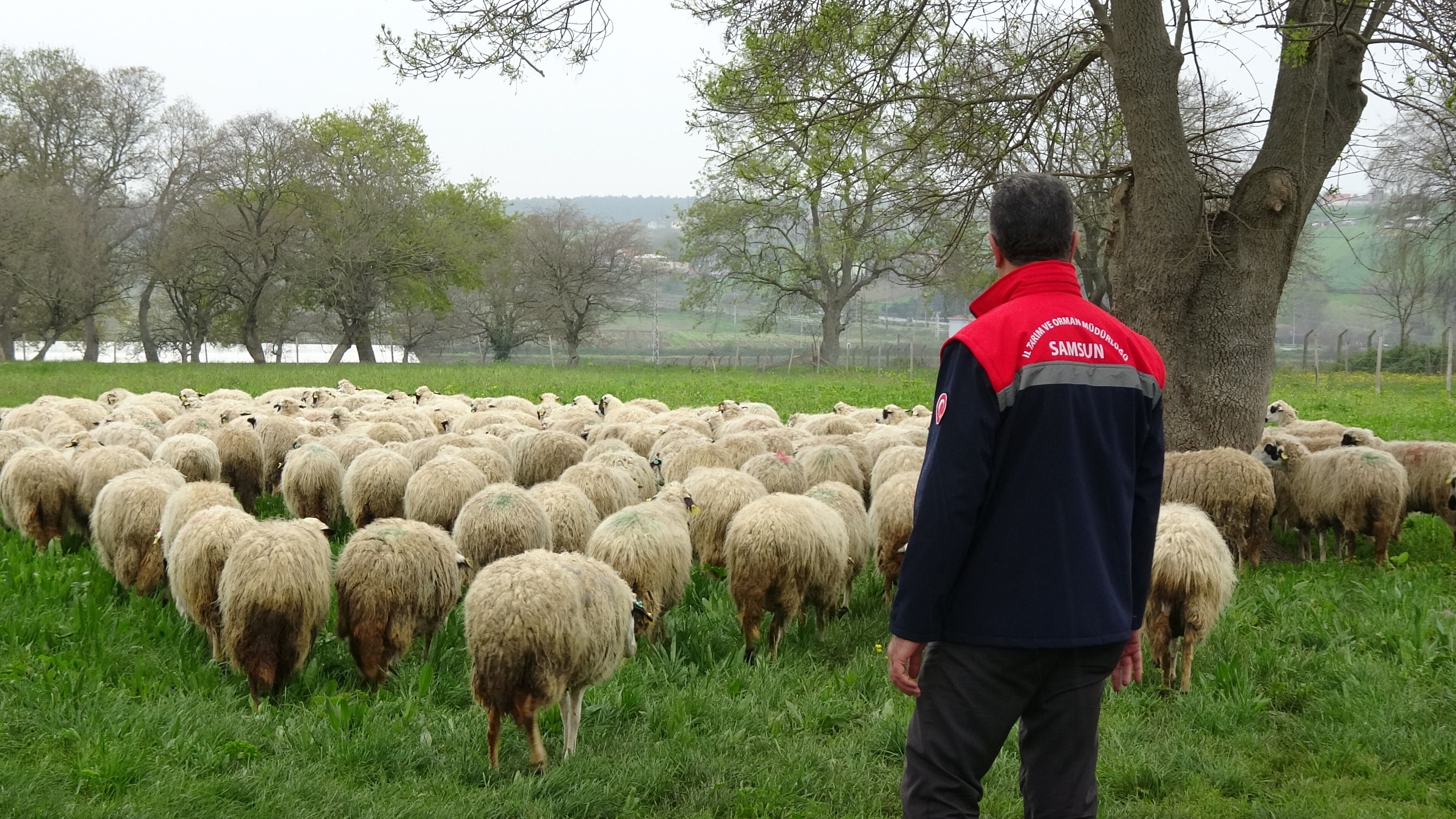 Samsun'da organik üretime yakın takip