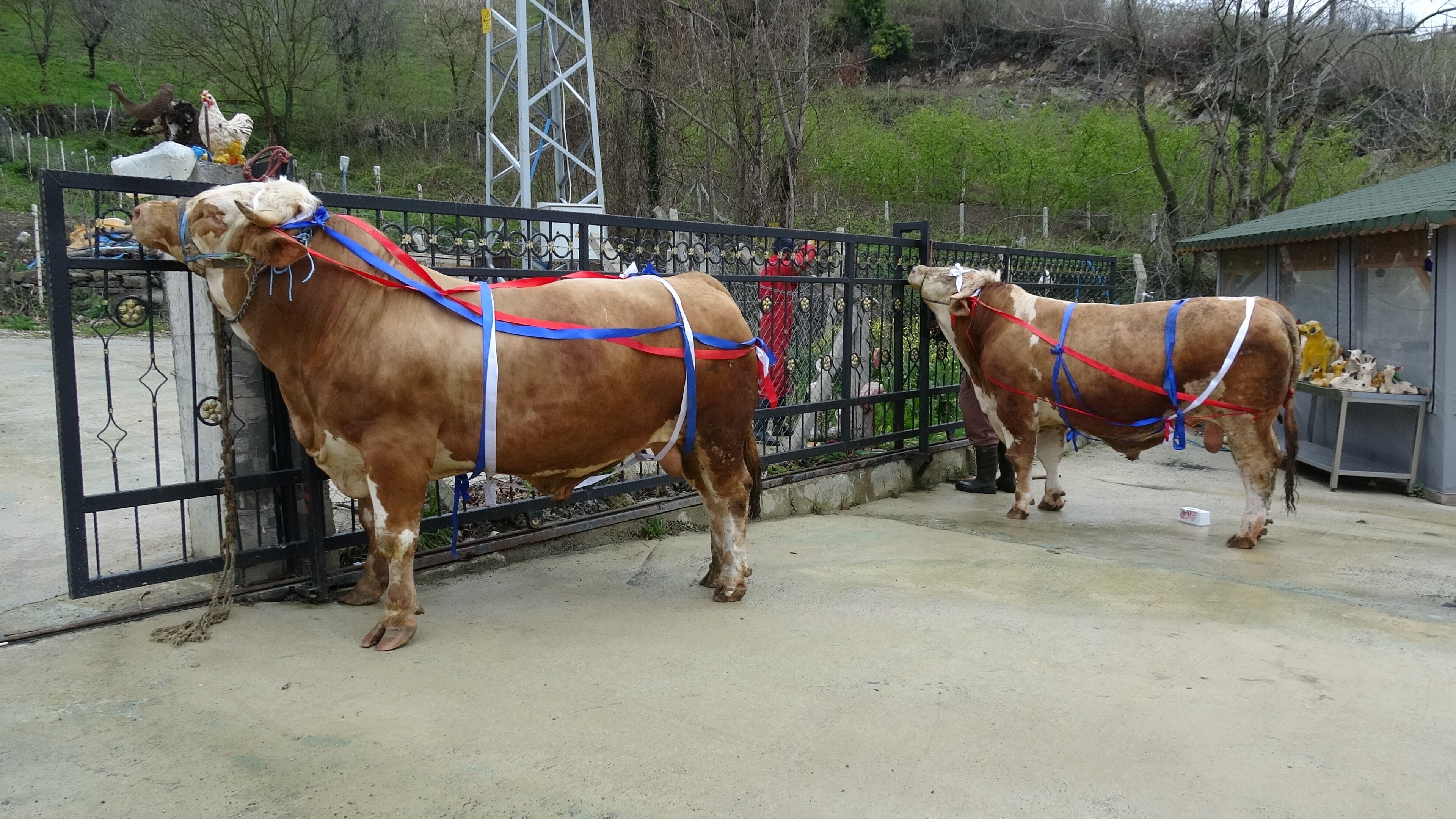samsun haber: Samsun'da kurbanlık fiyatı dudak uçuklattı, hediyesi şaşırttı!
