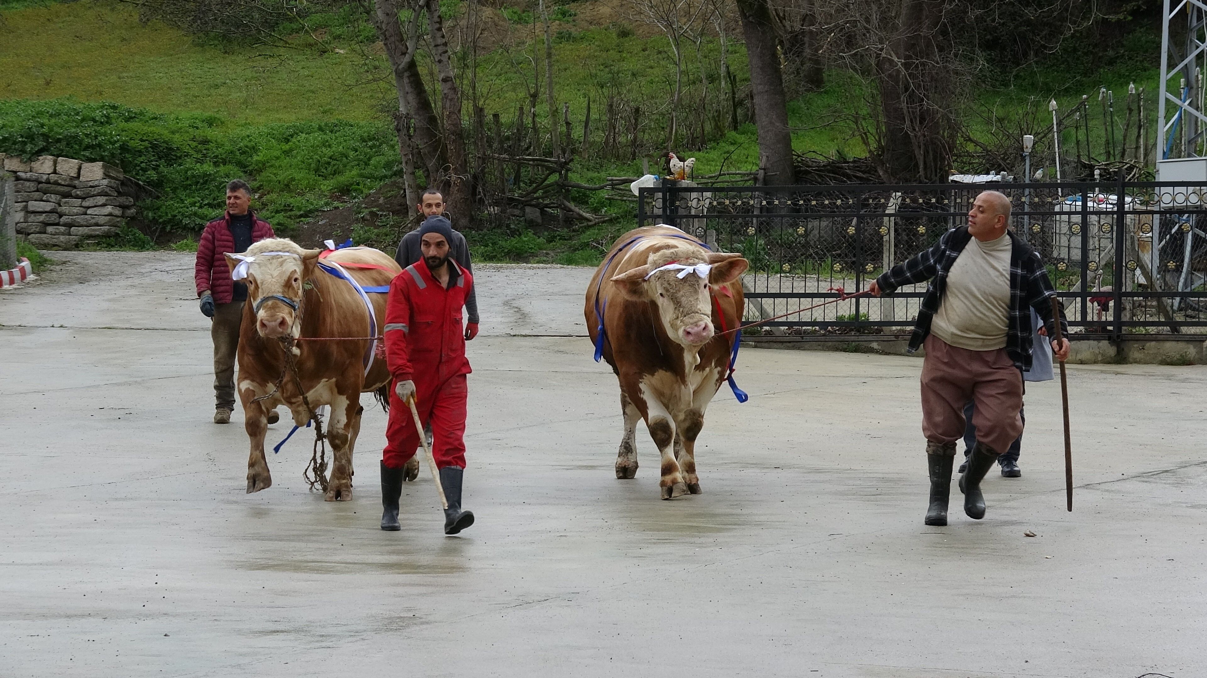 samsun haber: Samsun'da kurbanlık fiyatı dudak uçuklattı, hediyesi şaşırttı!