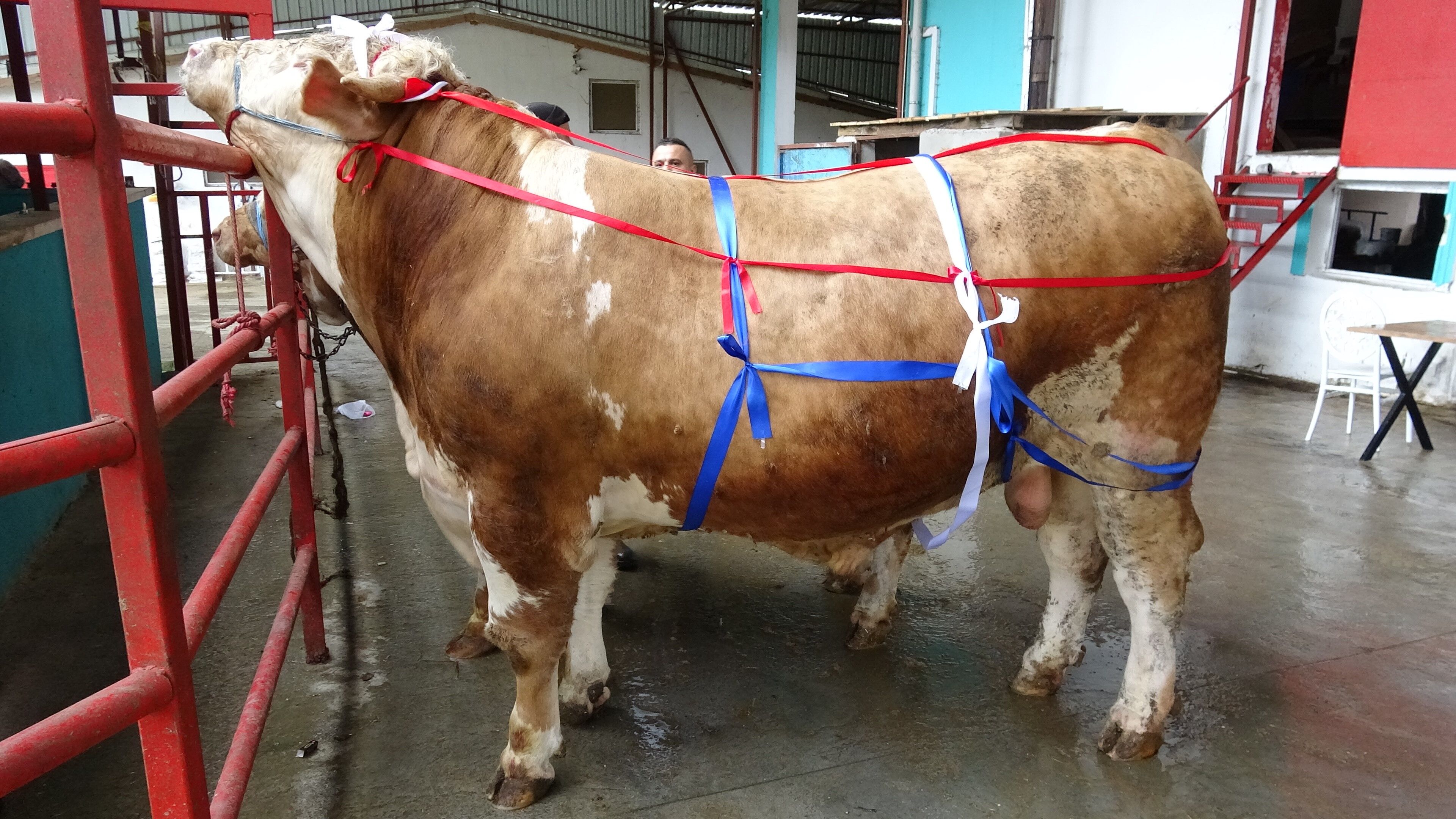 samsun haber: Samsun'da kurbanlık fiyatı dudak uçuklattı, hediyesi şaşırttı!