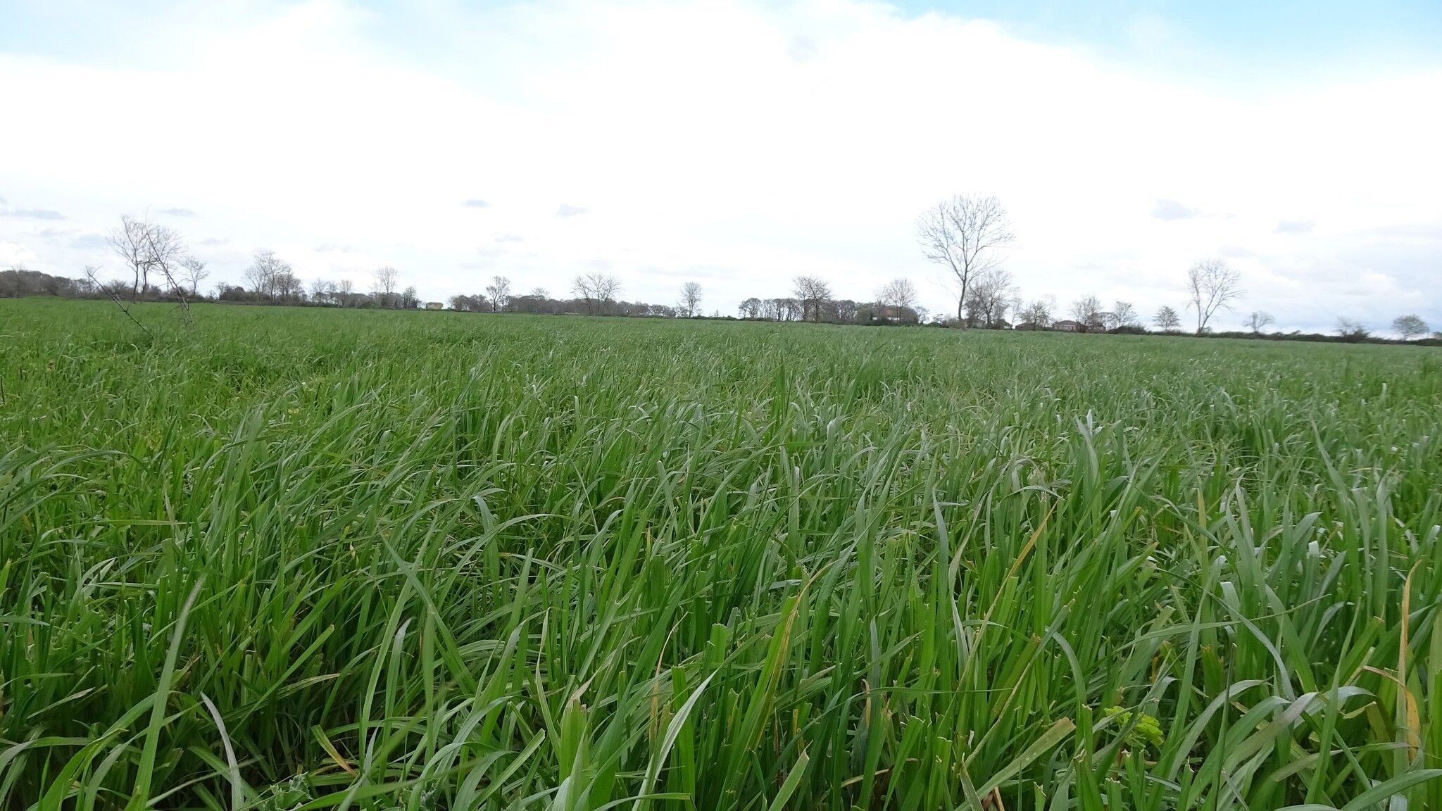 Samsun'da meralarda ıslah çalışmaları sürüyor